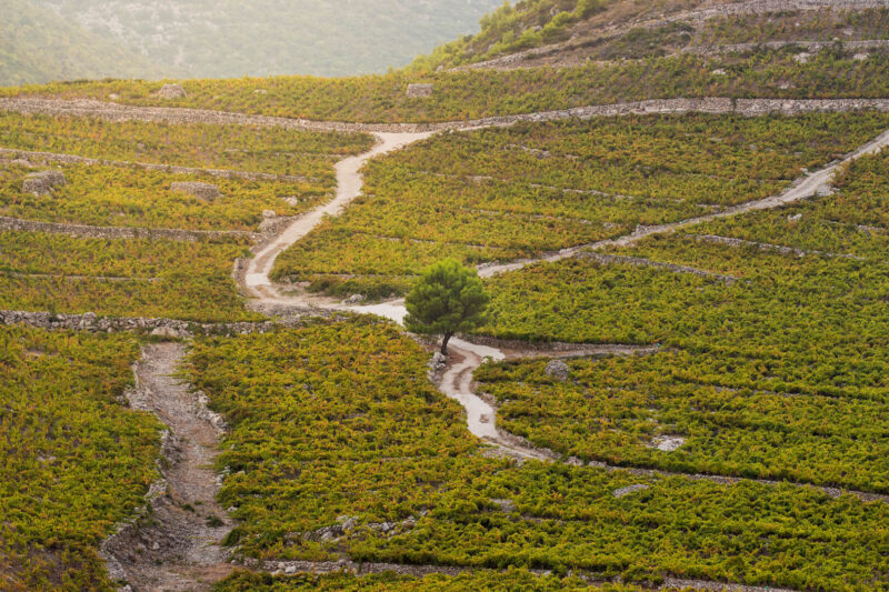 Food and Wine of Pelješac Peninsula